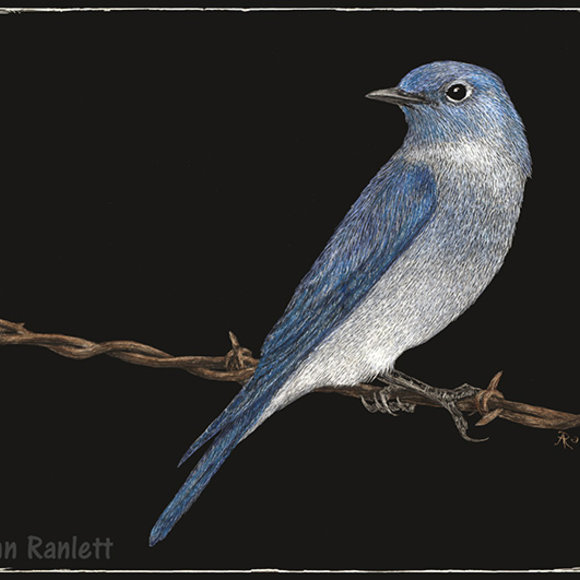 Mountain Bluebird