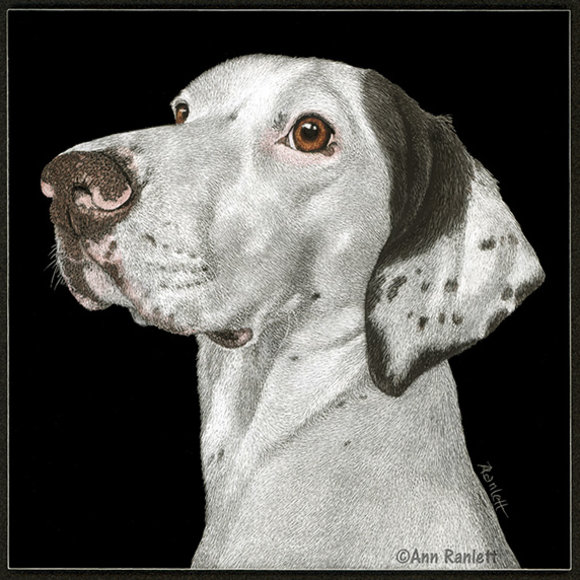 5" x 5" scratchboard