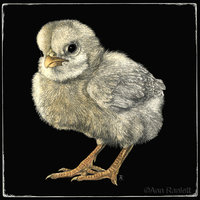 "Tough Chick" Sticker