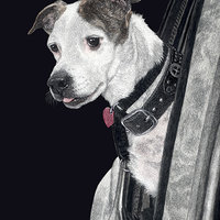 "Let's Go!"- Adventure Dog - Print on Metal