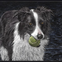 Border Collie with Tennis Ball - 3" Round Sticker