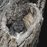 Screech Owl in Tree - 3" Square Magnet