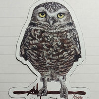 Burrowing Owl - 3" Magnet