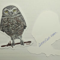 Burrowing Owl - 3" Sticker