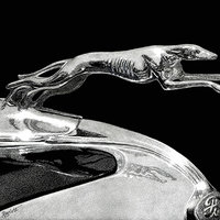 "Chromed Grace", Greyhound Hood Ornament - Print on Metal