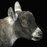 "Show Goat" Pygmy Goat - Print on Metal