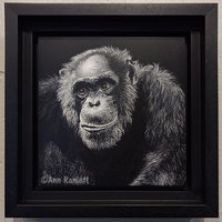 Jacob - Chimpanzee, Original Scratchboard Drawing, Framed