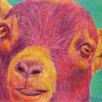 "Hey Kid" - Pygmy Goat, Original ACEO, Color Pencil, Framed