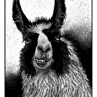 Llama Holographic Sticker