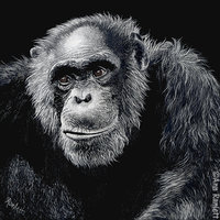 Jacob - Chimpanzee - 1" Square Pin