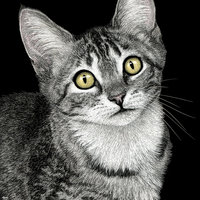 "Lucky Star" Tabby Kitten - Print on Metal