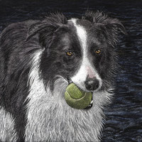 "Off Duty?"- Border Collie - Print on Metal