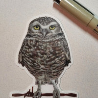 Burrowing Owl - 3" Sticker - Clear Outline
