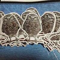 Burrowing Owl - 3" Sticker - Clear Outline