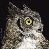 Great-horned Owl - Print on Metal