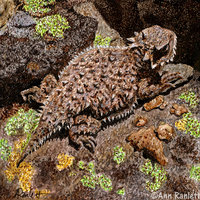 Horned Lizard - Original Mixed Media Drawing, Framed