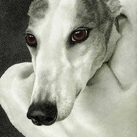 "Safety"- Greyhound - Print on Metal