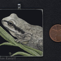 SOLD - Sierran Tree Frog - 2" x 2" Original Mini Scratchboard Drawing