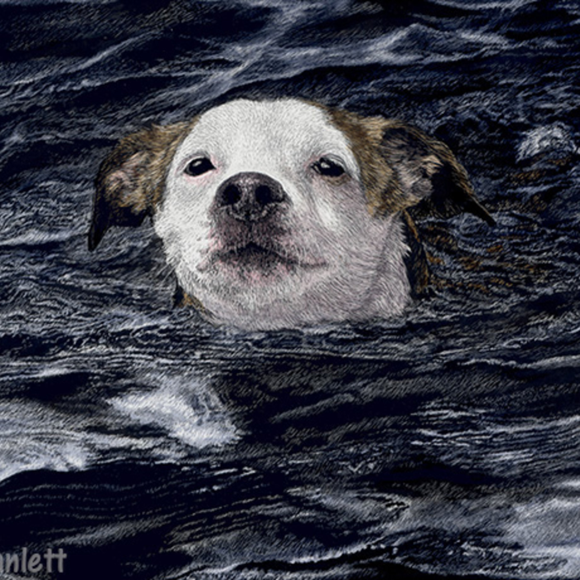 "Determination"- Swimming Bully Mix Dog - Print on Metal