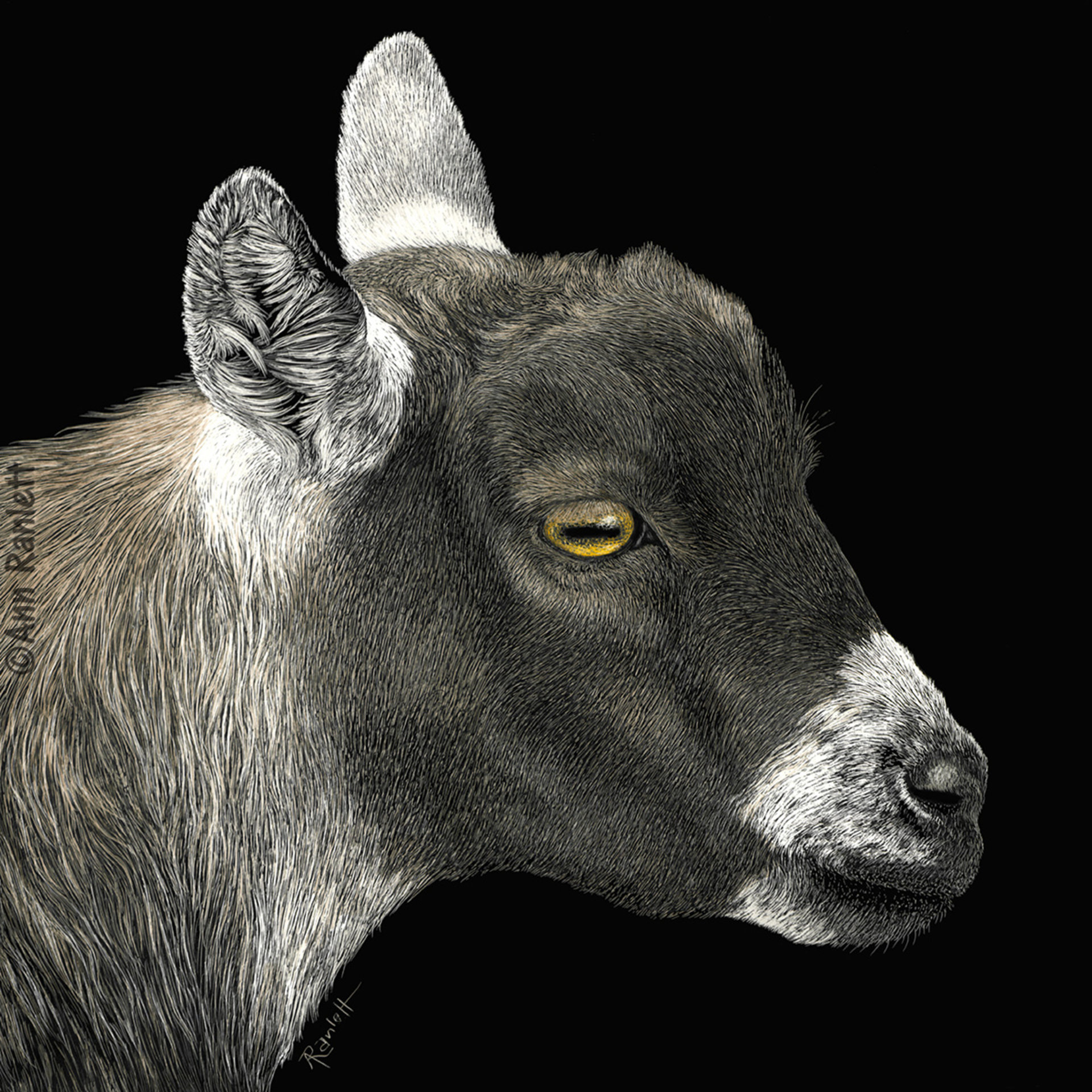 "Show Goat" Pygmy Goat - Print on Metal
