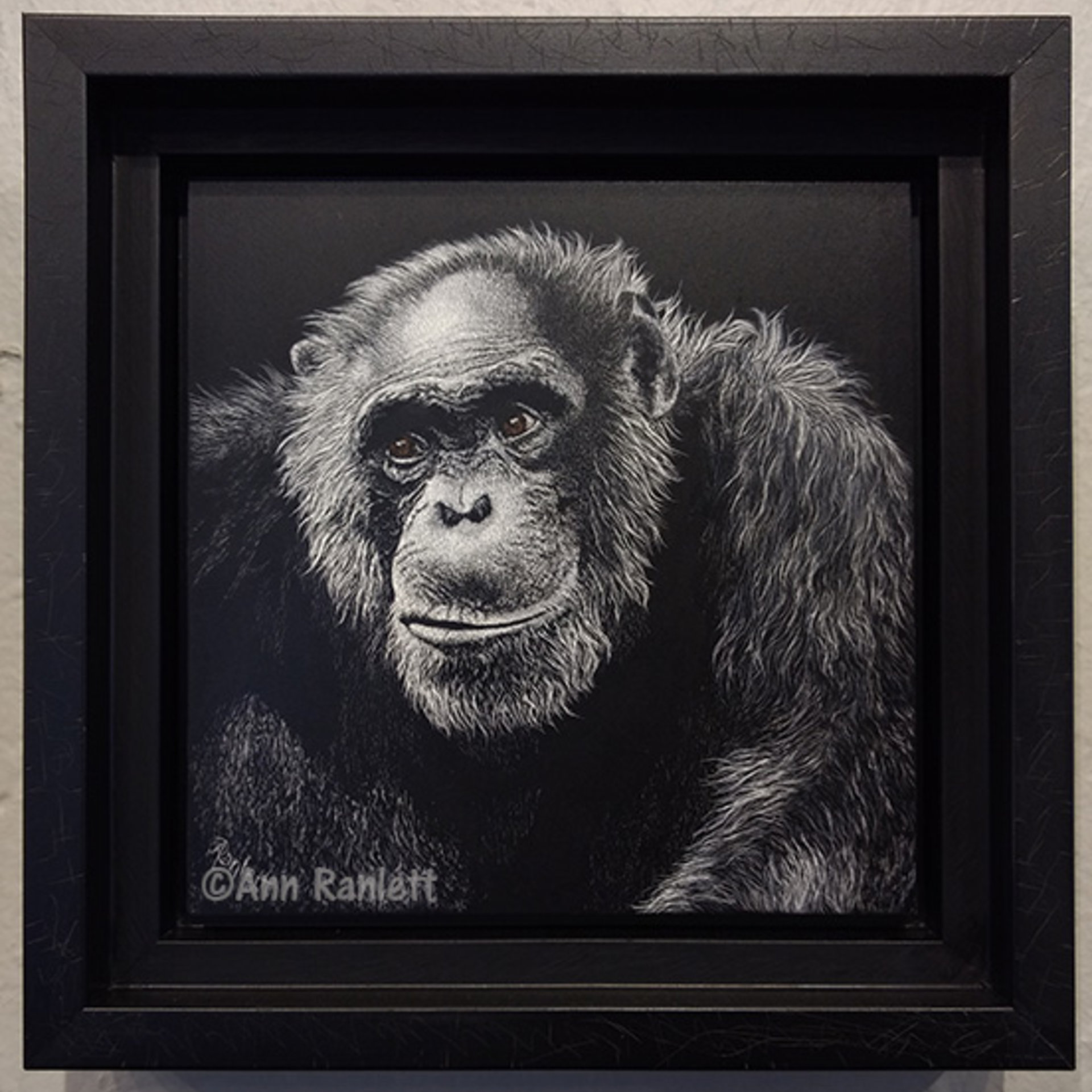 Jacob - Chimpanzee, Original Scratchboard Drawing, Framed