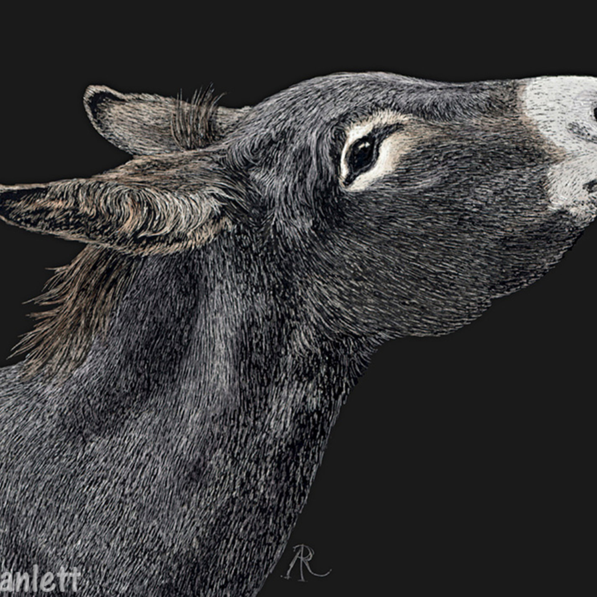 "Got Carrots?" - Donkey - Print on Metal