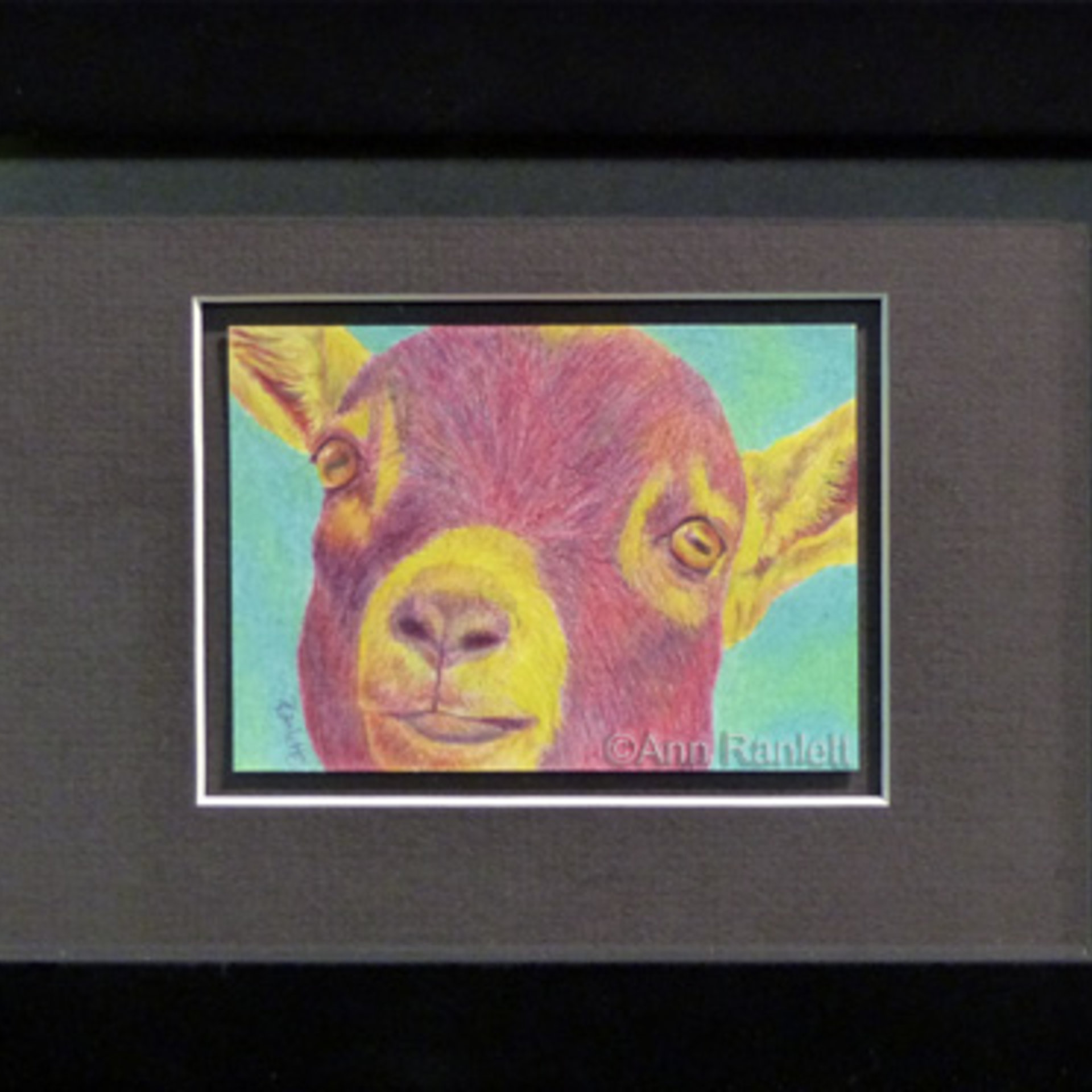 "Hey Kid" - Pygmy Goat, Original ACEO, Color Pencil, Framed