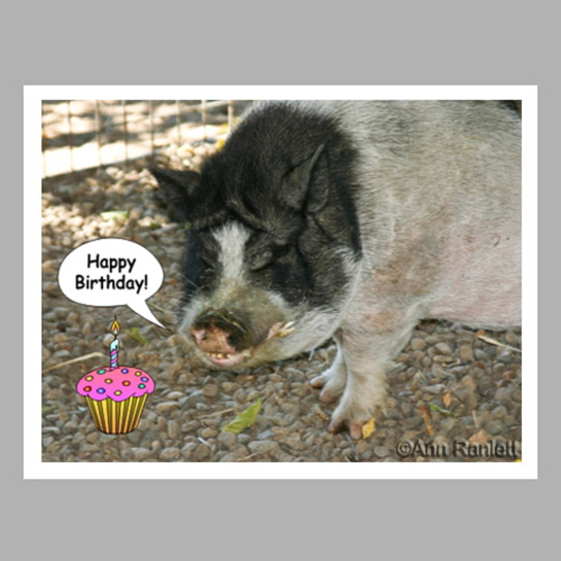 Birthday Pig - "Happy Birthday" Cards (5) - blank inside, with envelopes