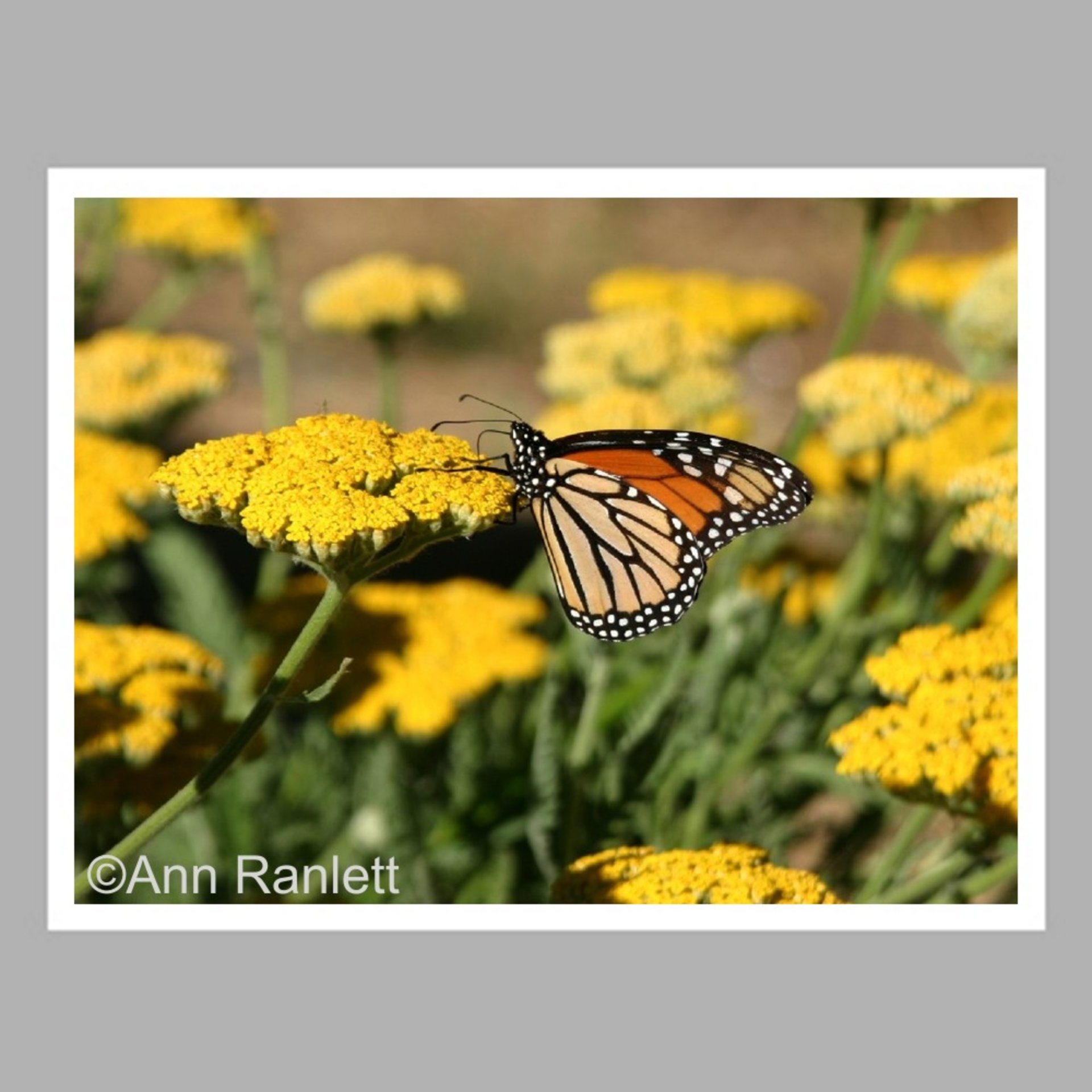 Monarch Butterfly on Yarrow - Note Cards (5) - blank inside, with envelopes