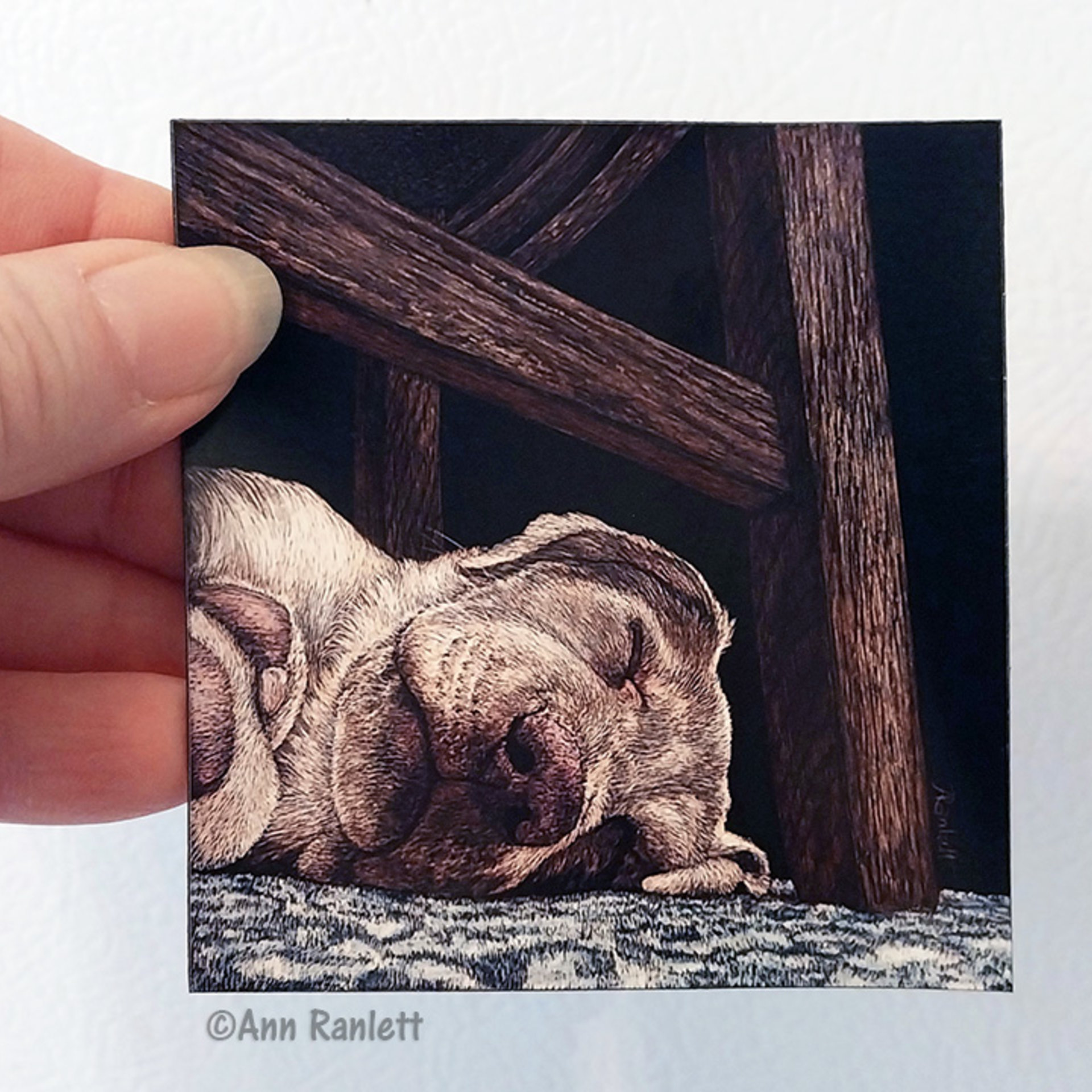 Sleeping Dog, Yellow Lab - 3" Square Magnet