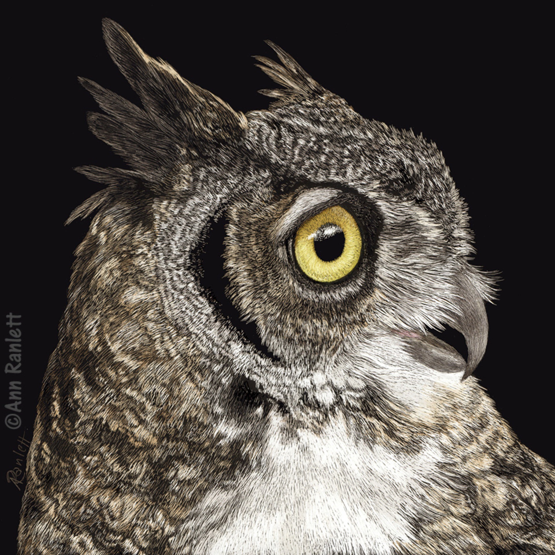 Great-horned Owl - Print on Metal