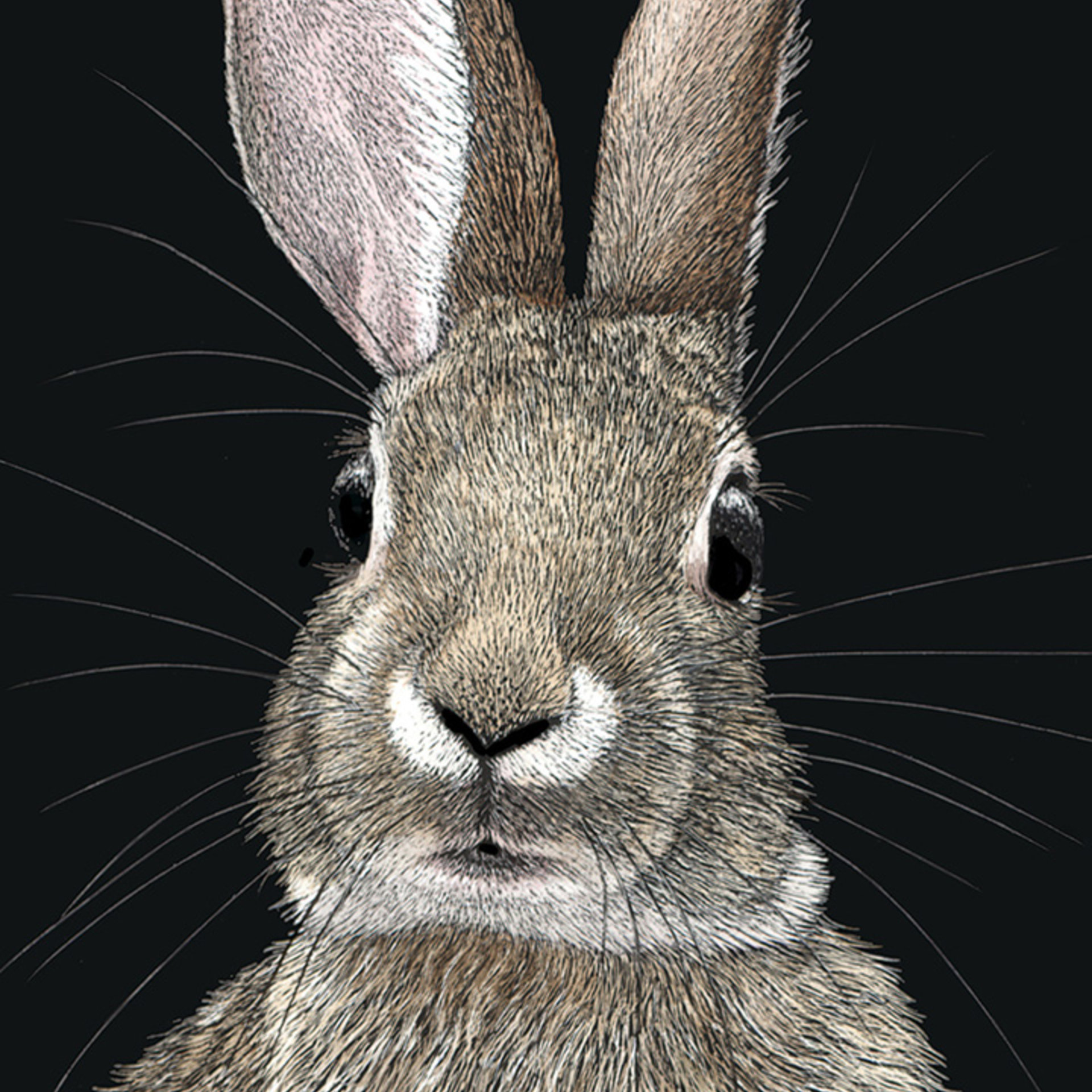 Cottontail Rabbit - 3" x 2" Sticker