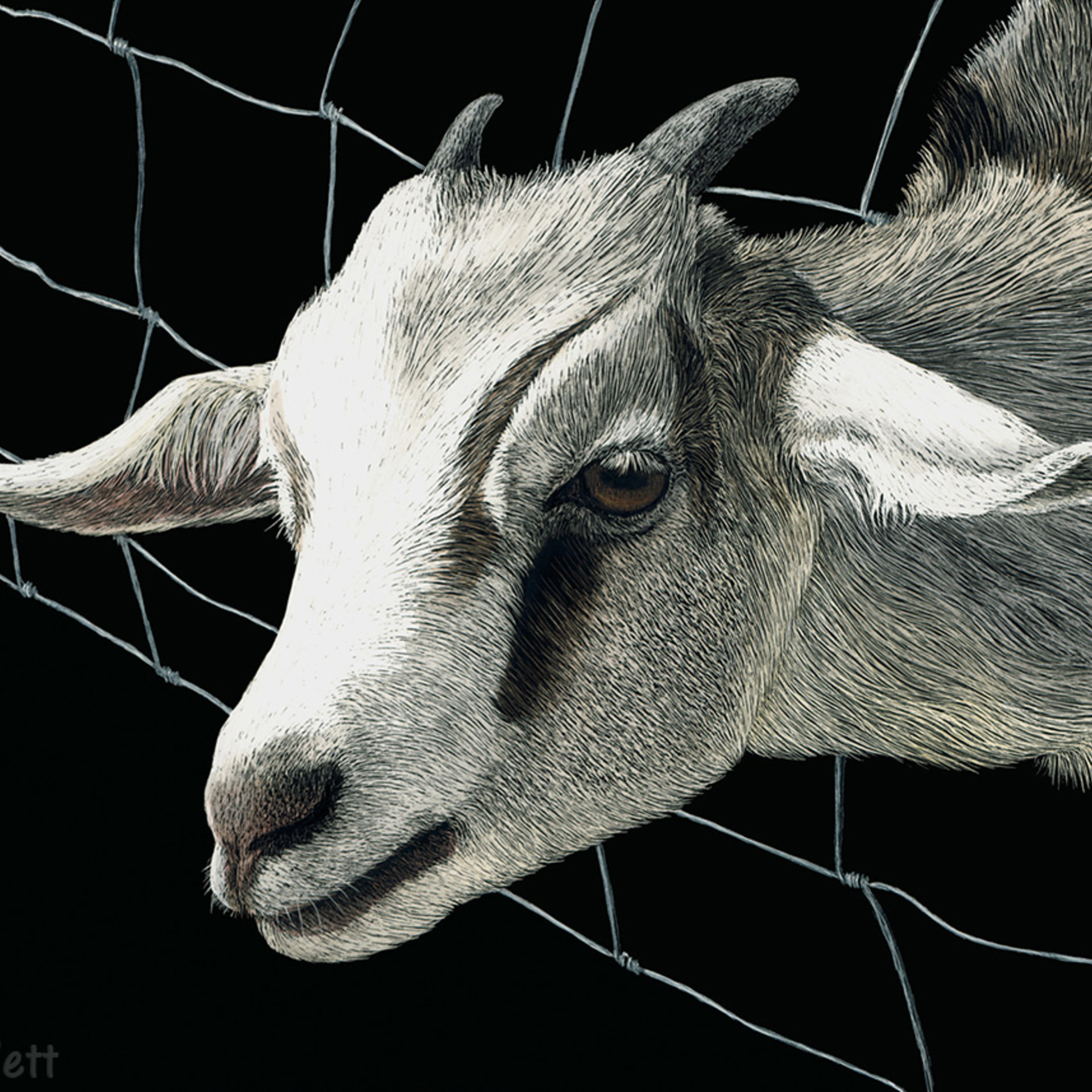 "The Grass is Always Greener..." Goat - Print on Metal