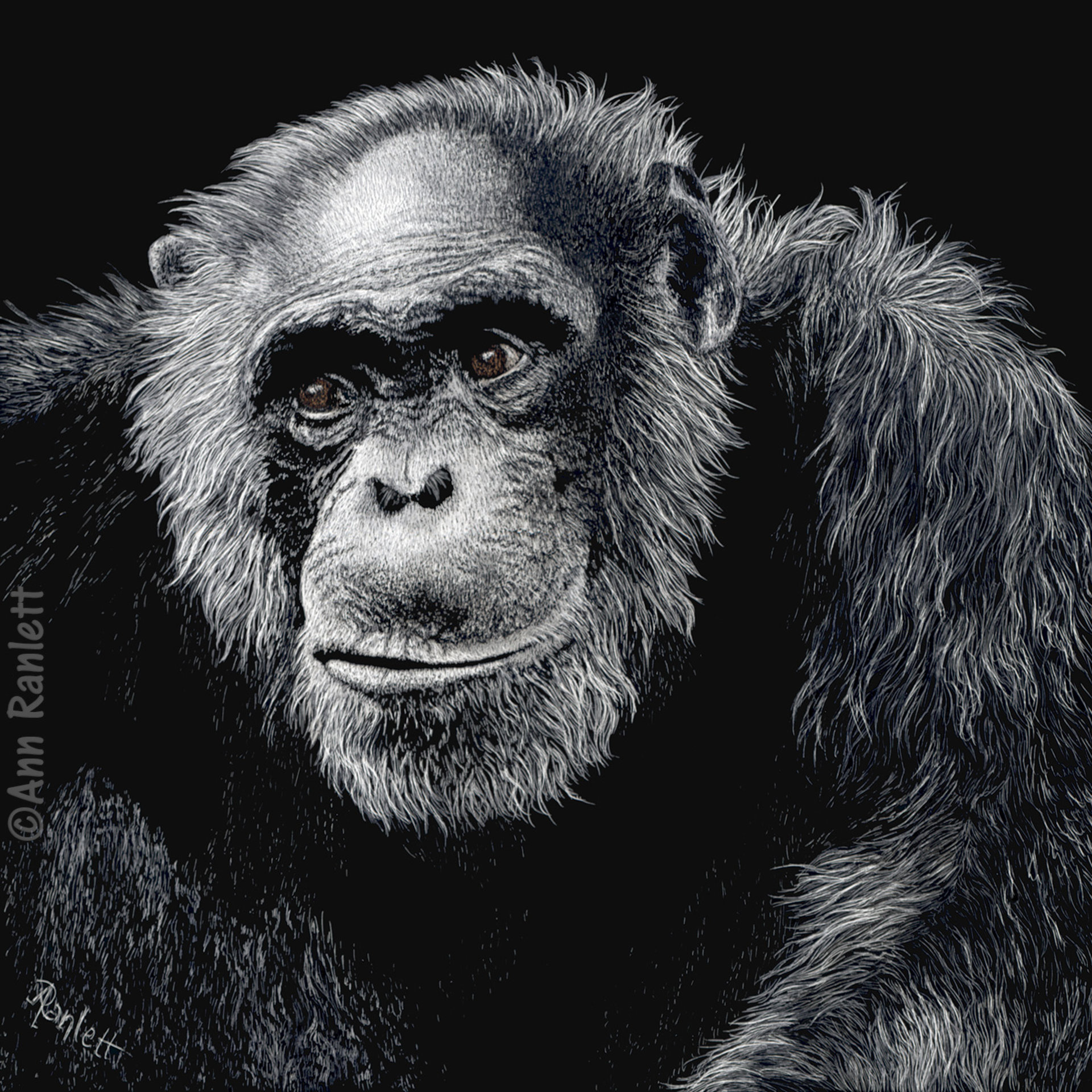 Jacob - Chimpanzee - Key Ring