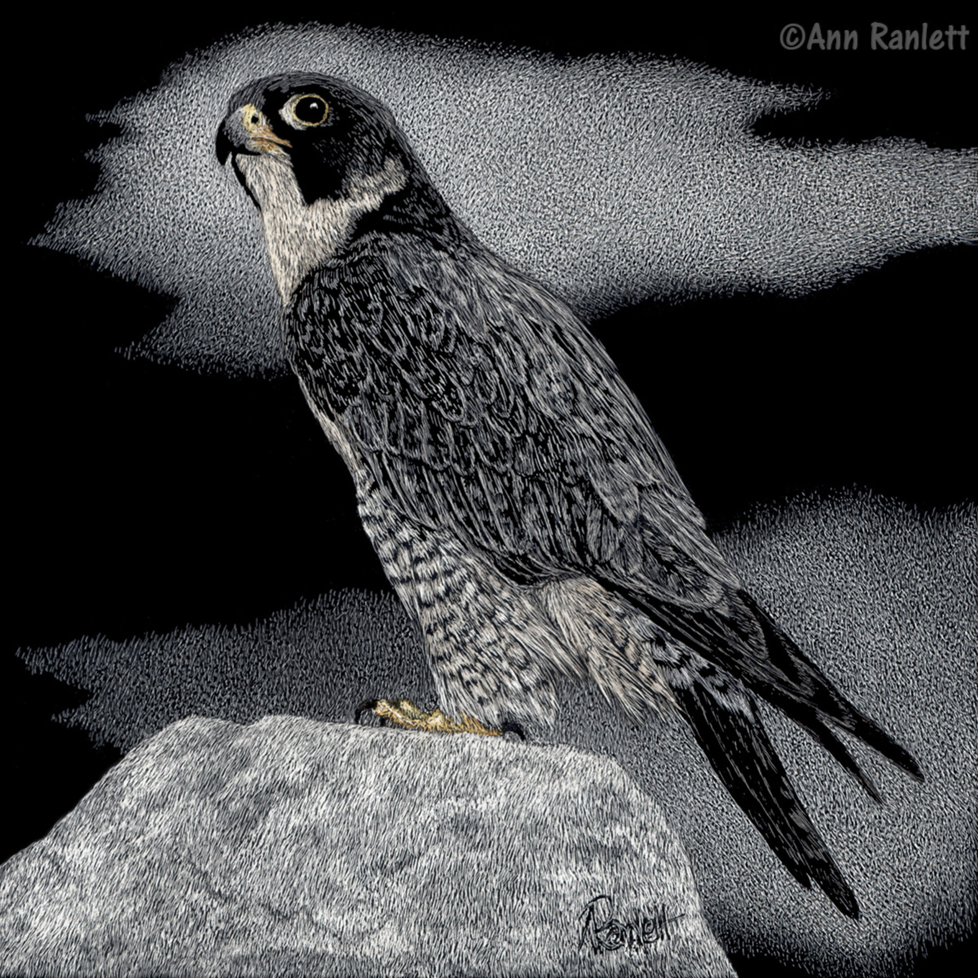 Peregrine Falcon - Print on Metal