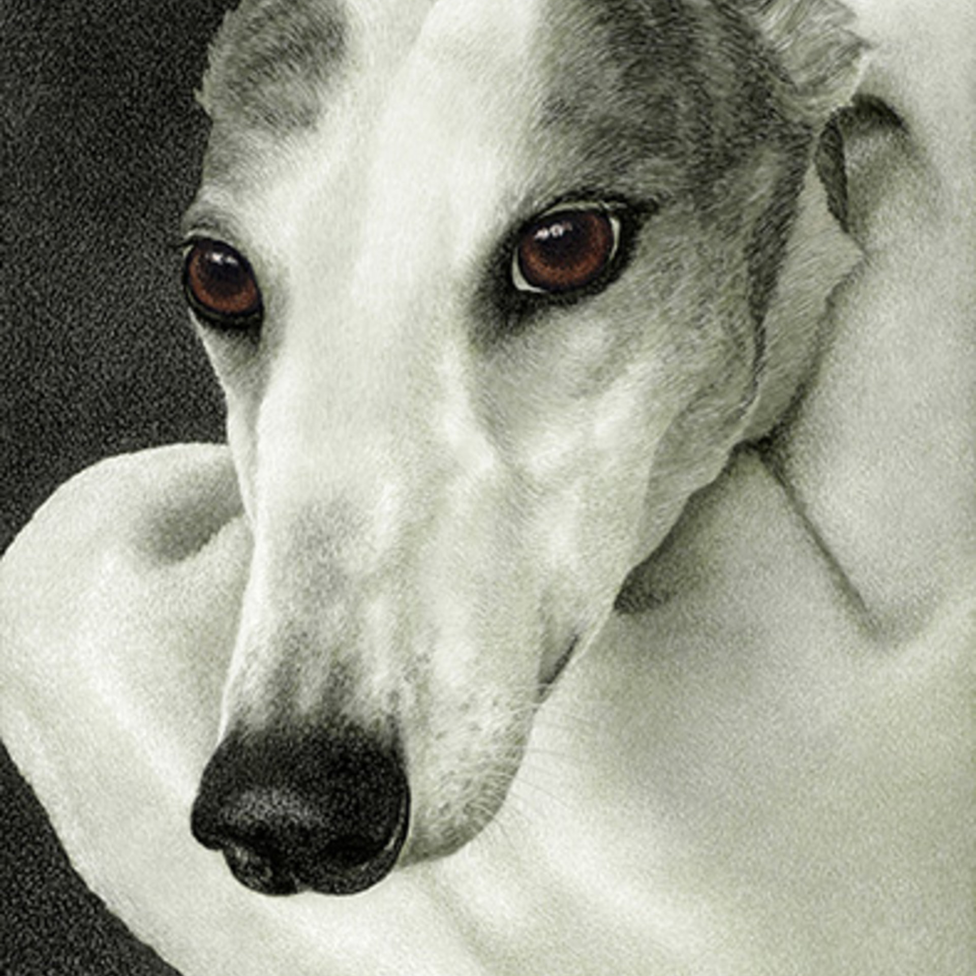"Safety"- Greyhound - Print on Metal