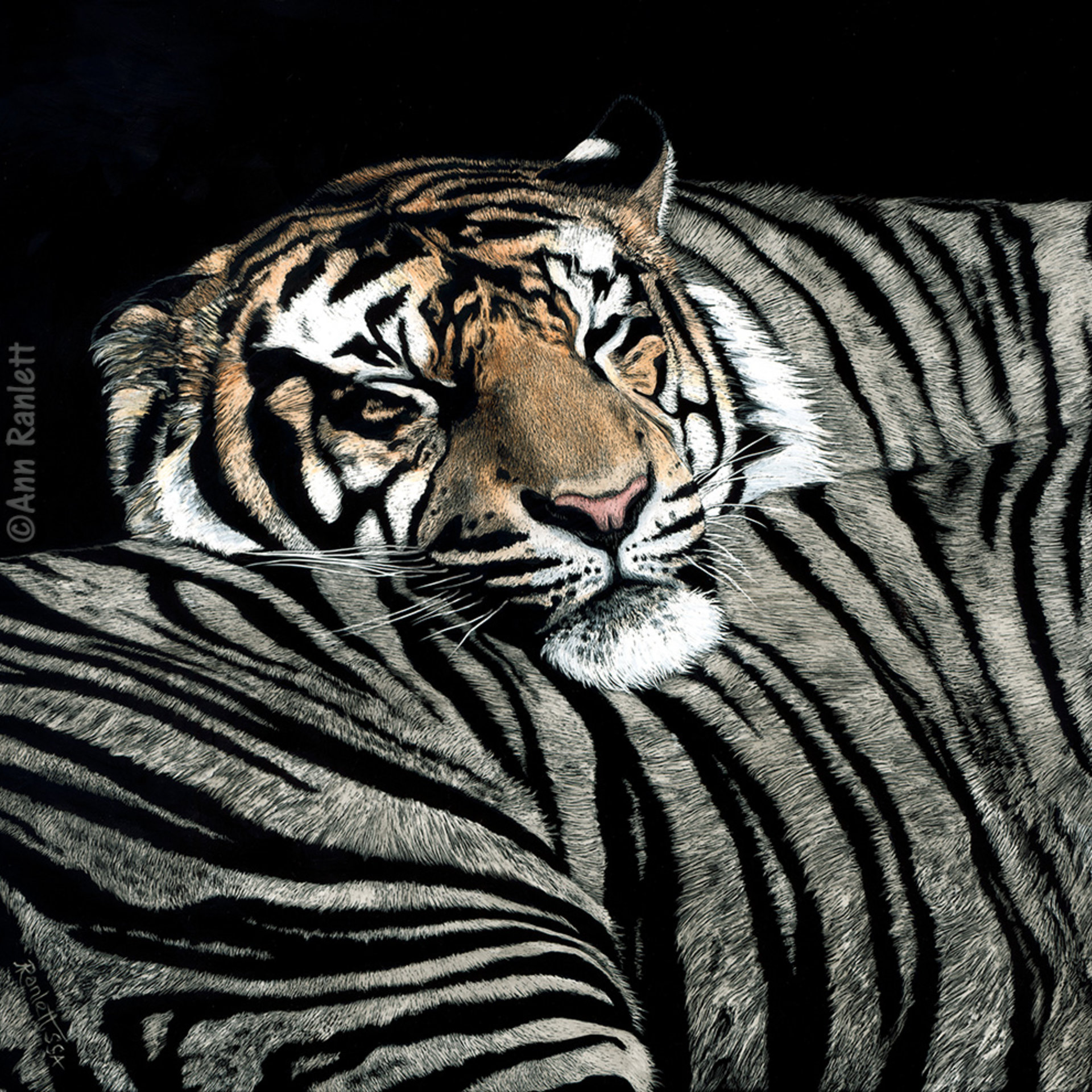 Sumatran Tiger - 3" Round Sticker