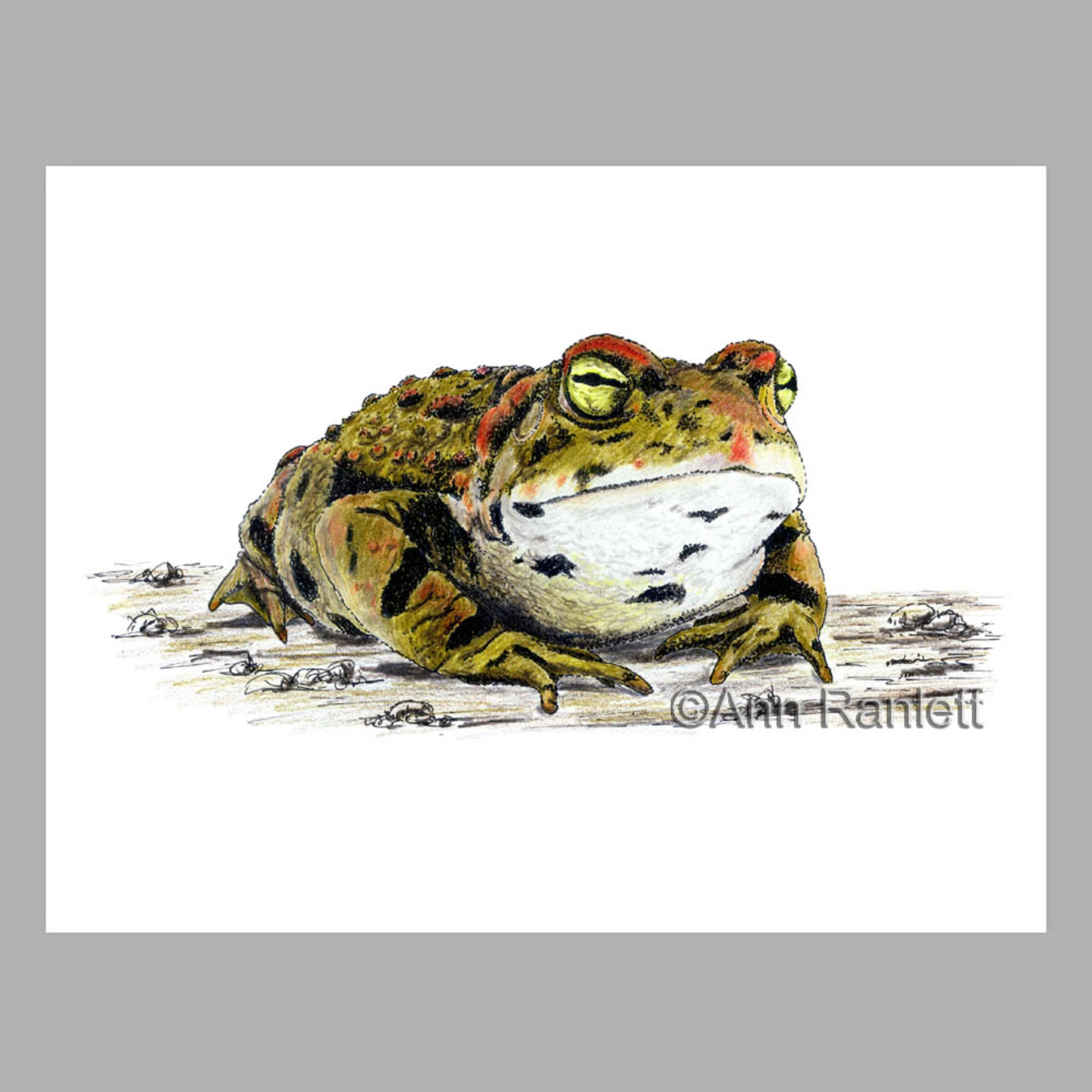 Western Toad Note Cards (5) - blank inside, with envelopes