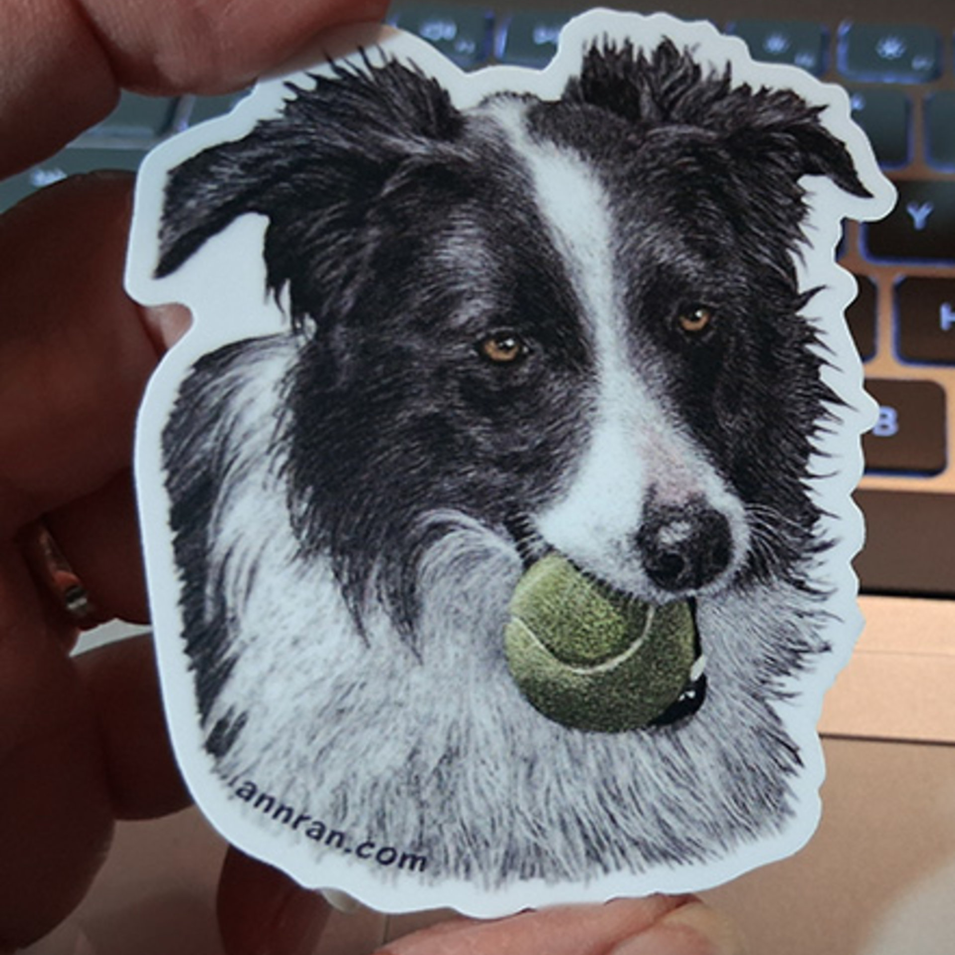 Border Collie with Tennis Ball - 3" Sticker