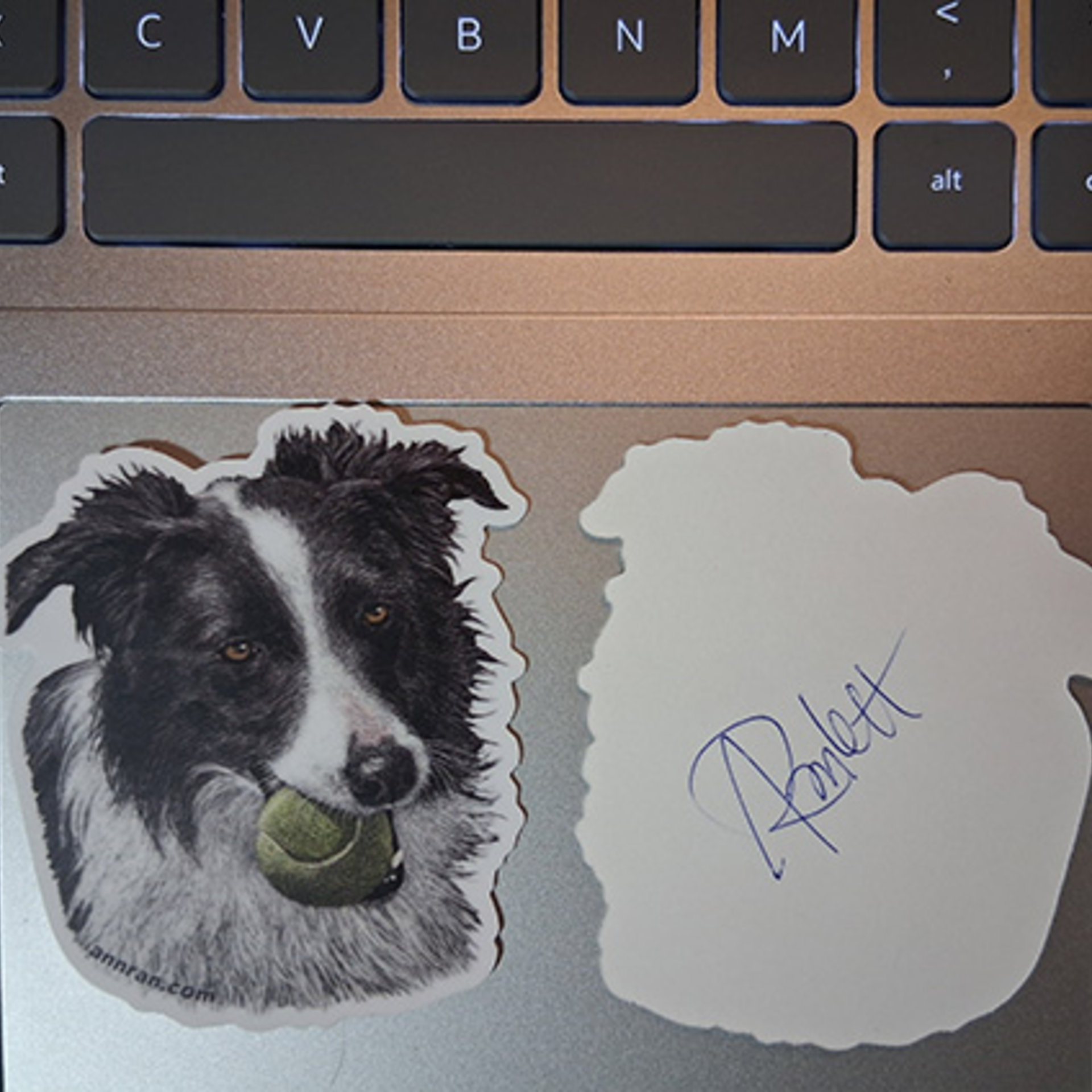 Border Collie with Tennis Ball - 3" Sticker