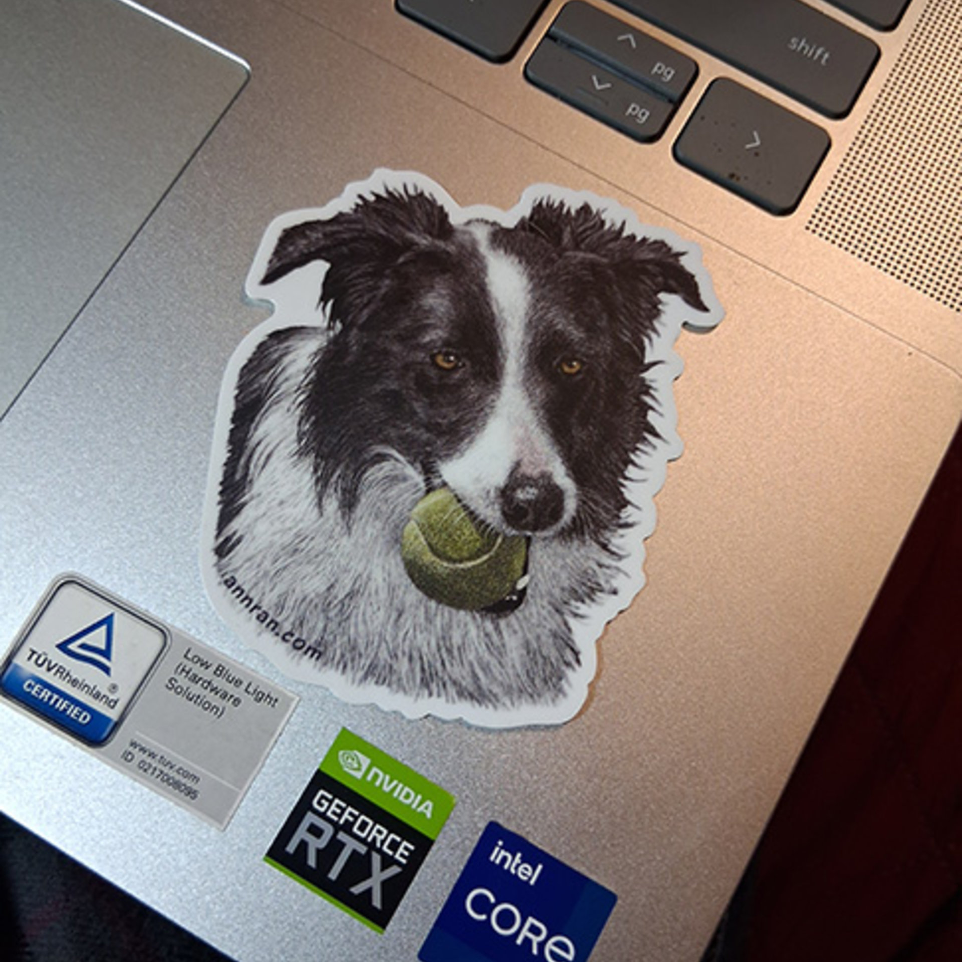 Border Collie with Tennis Ball - 3" Sticker
