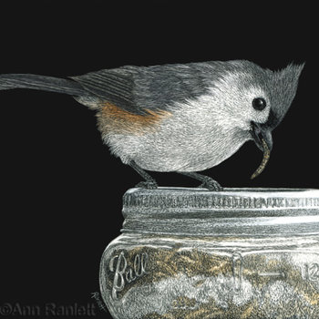"Jackpot!"- Tufted Titmouse - Print on Metal