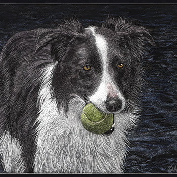 Border Collie with Tennis Ball - 3" Round Sticker
