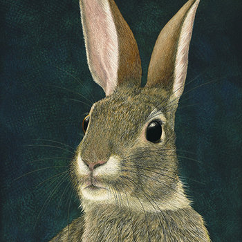 "No Tricks" Cottontail Rabbit - Print on Metal