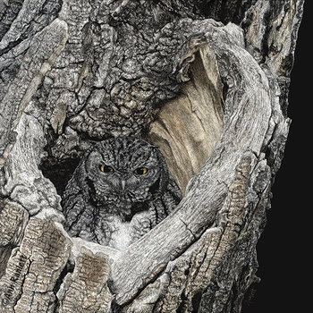 Screech Owl in Tree - 3" Round Sticker