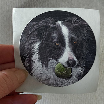 Border Collie with Tennis Ball - 3" Round Sticker