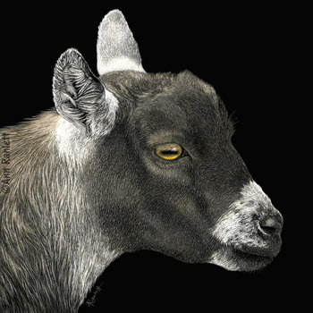 "Show Goat" Pygmy Goat - Print on Metal