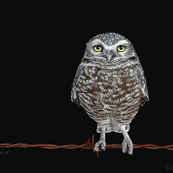 "Balance" - Burrowing Owl - Print on Metal