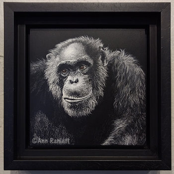 Jacob - Chimpanzee, Original Scratchboard Drawing, Framed