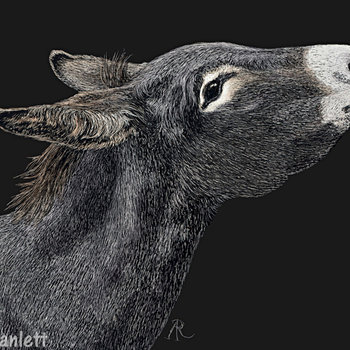 "Got Carrots?" - Donkey - Print on Metal
